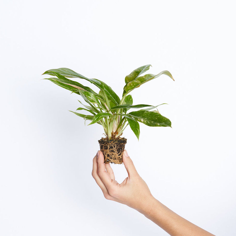 Philodendron Ring Of Fire