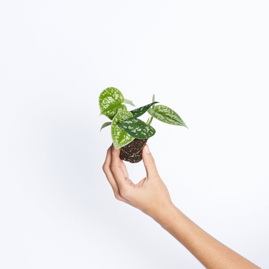 Scindapsus Pictus Silver