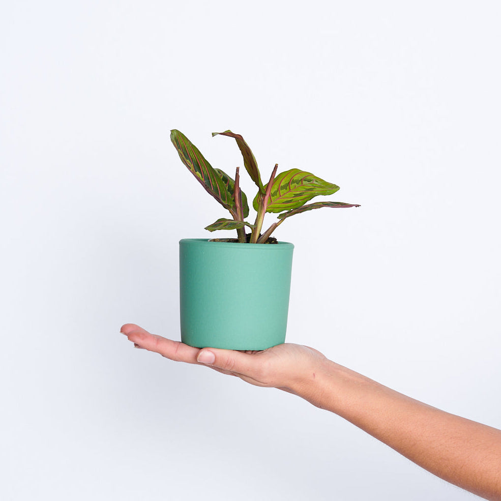 Maranta Leuconeura Fascinator