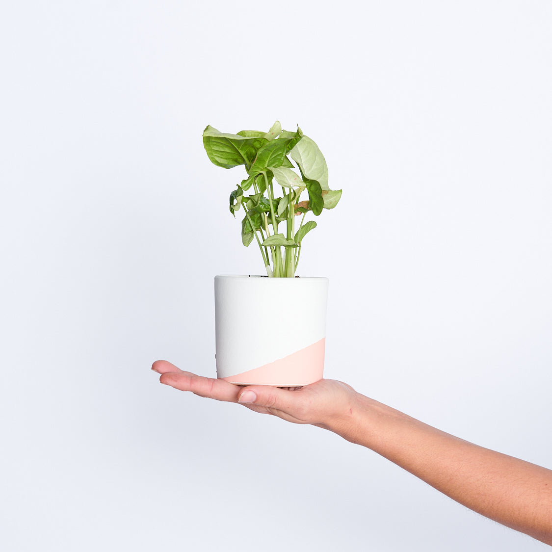 Syngonium Rosa Milk Confetti