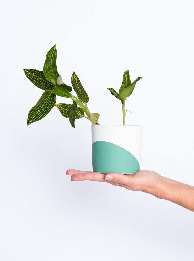 Maceta Verde Bosque con Blanco 9cm