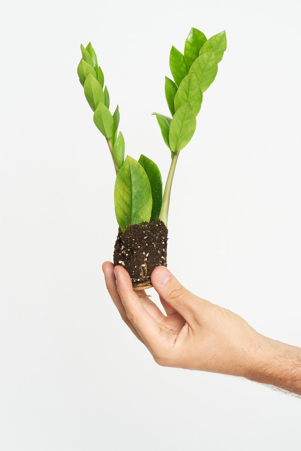 Zamioculcas Zamiifolia - Planta ZZ