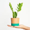 Zamioculcas Zamiifolia - Planta ZZ
