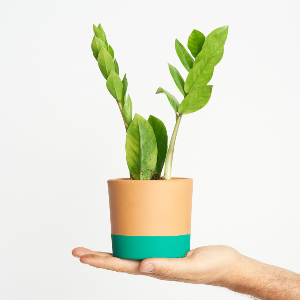 Zamioculcas Zamiifolia - Planta ZZ