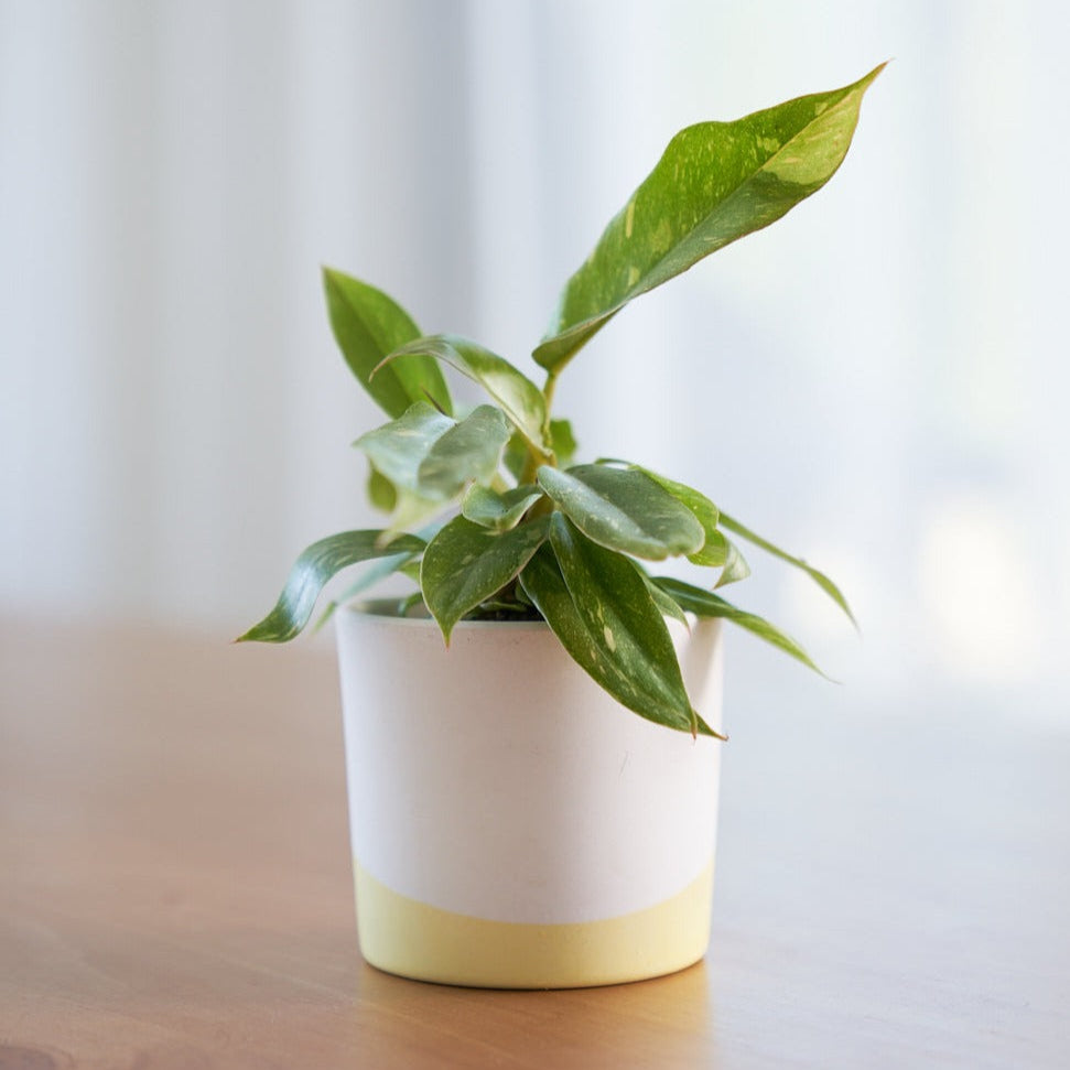 Philodendron Ring Of Fire