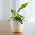 Philodendron Ring Of Fire