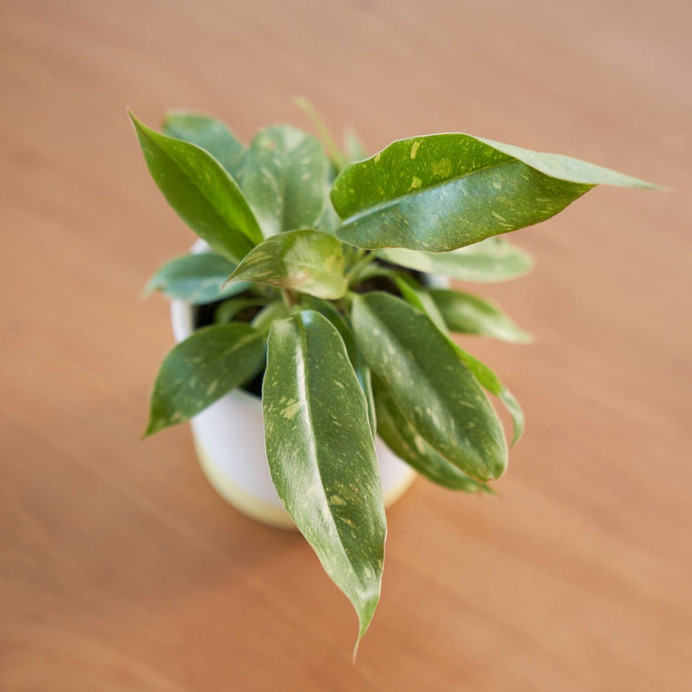 Philodendron Ring Of Fire