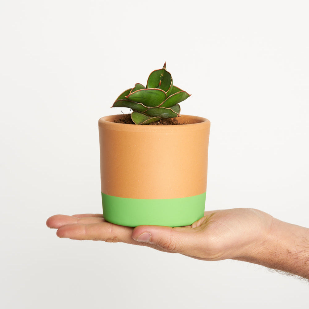 Sansevieria ehrenbergii Samurai