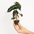Alocasia Amazónica Bambino