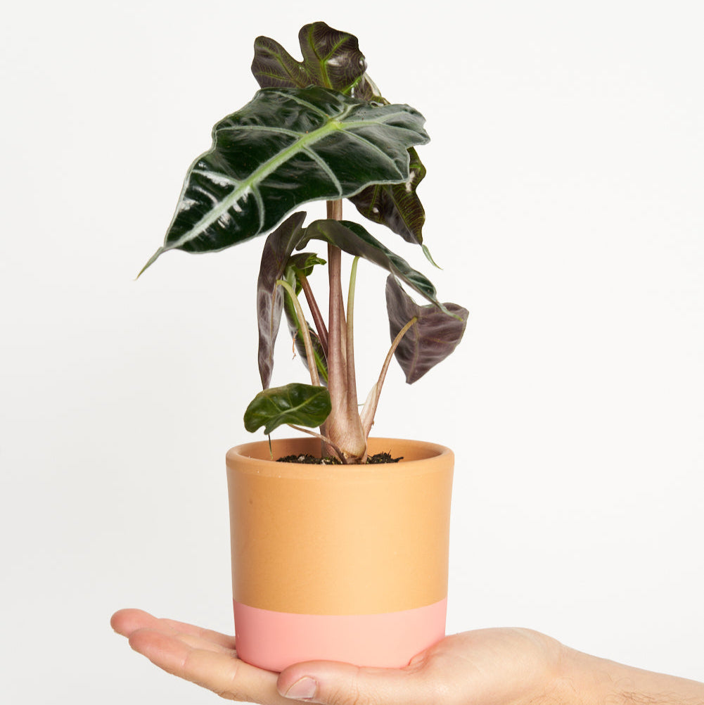 Alocasia Amazónica Bambino