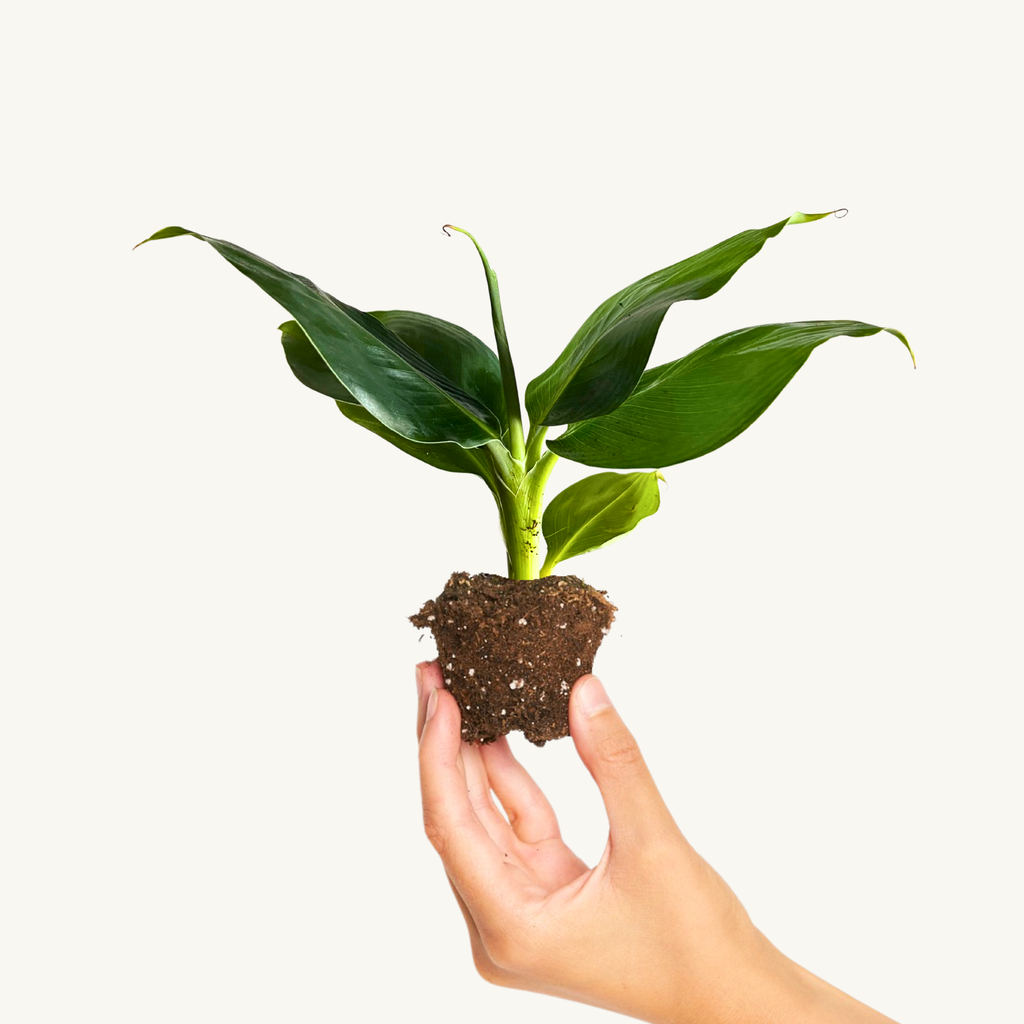 Musa Platanera 'Cheeka'