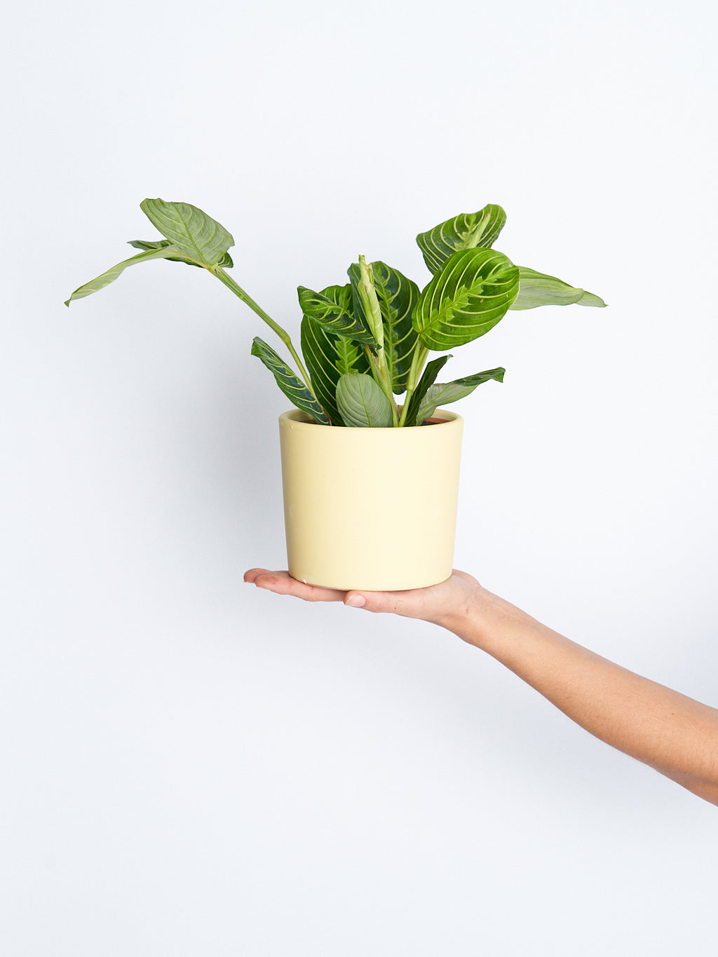 Maceta Amarilla 14cm