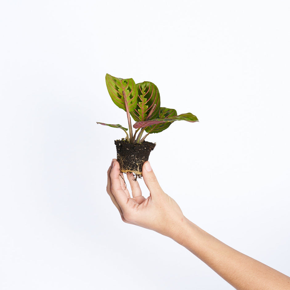 Maranta Leuconeura Fascinator