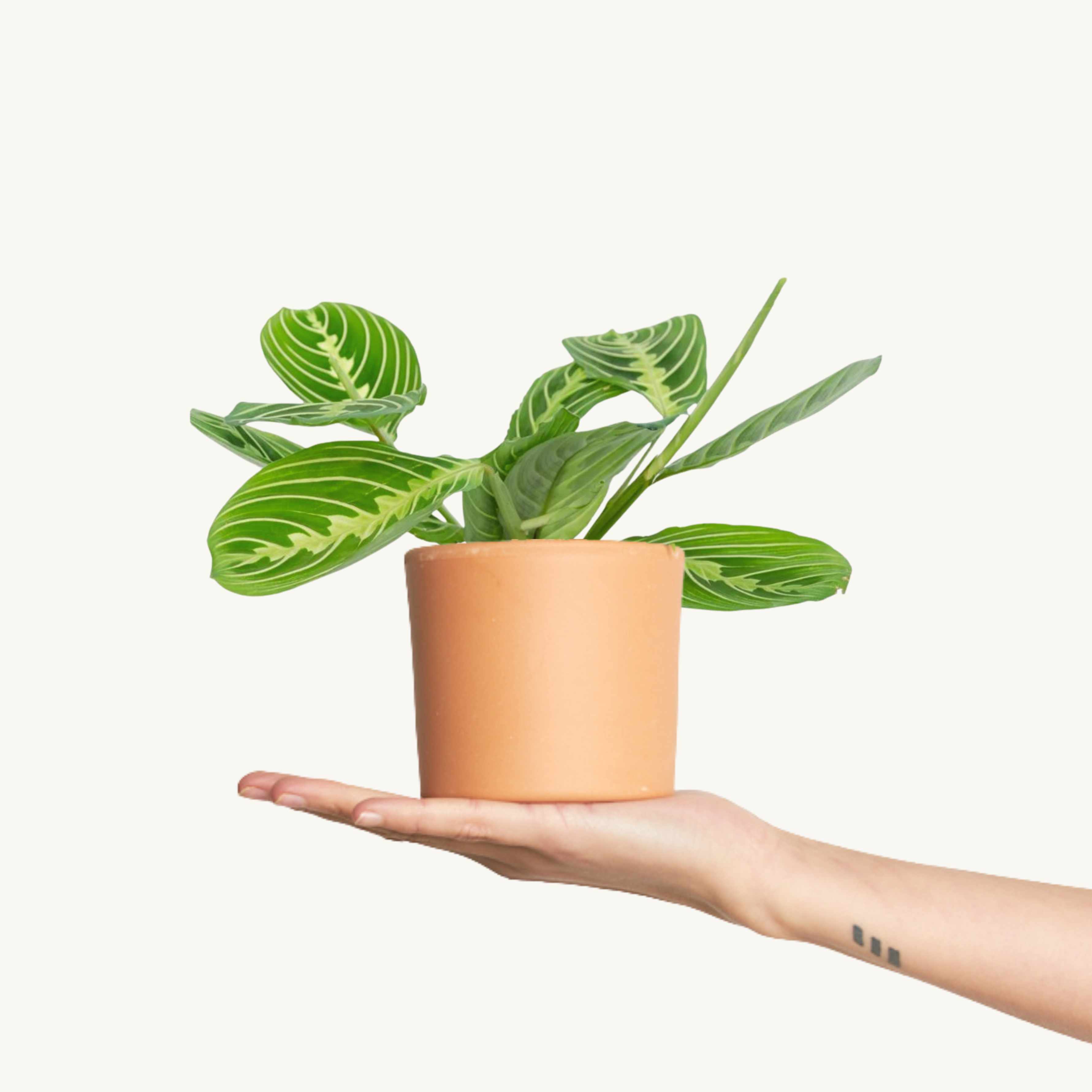 Maranta Lemon Lime