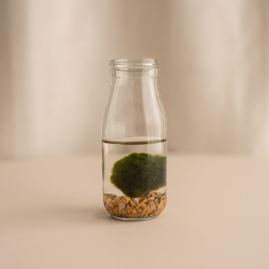Marimo en terrario (Planta acuática)