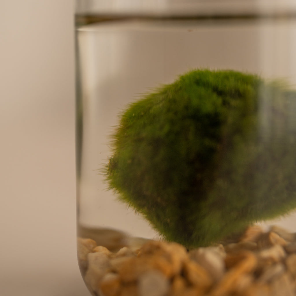 Marimo en terrario (Planta acuática)