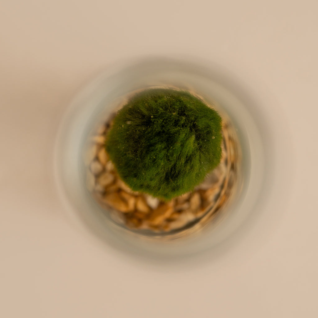 Marimo en terrario (Planta acuática)