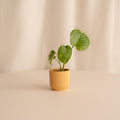 Monstera Thai Constellation