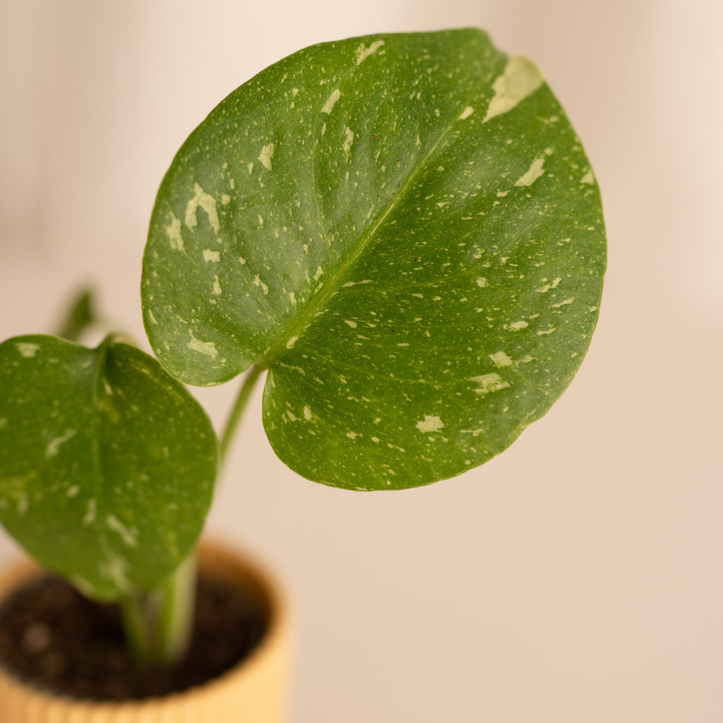 Monstera Thai Constellation