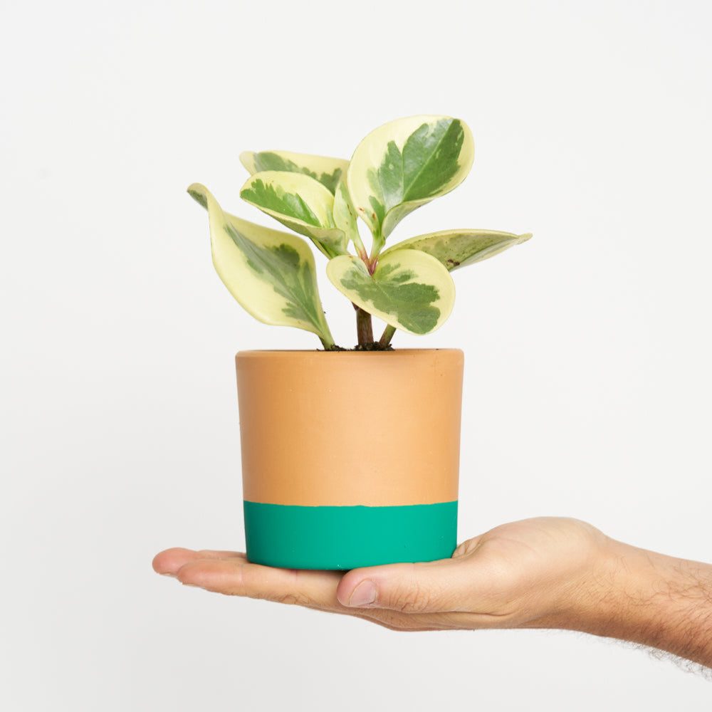 Peperomia Obtusifolia Variegata