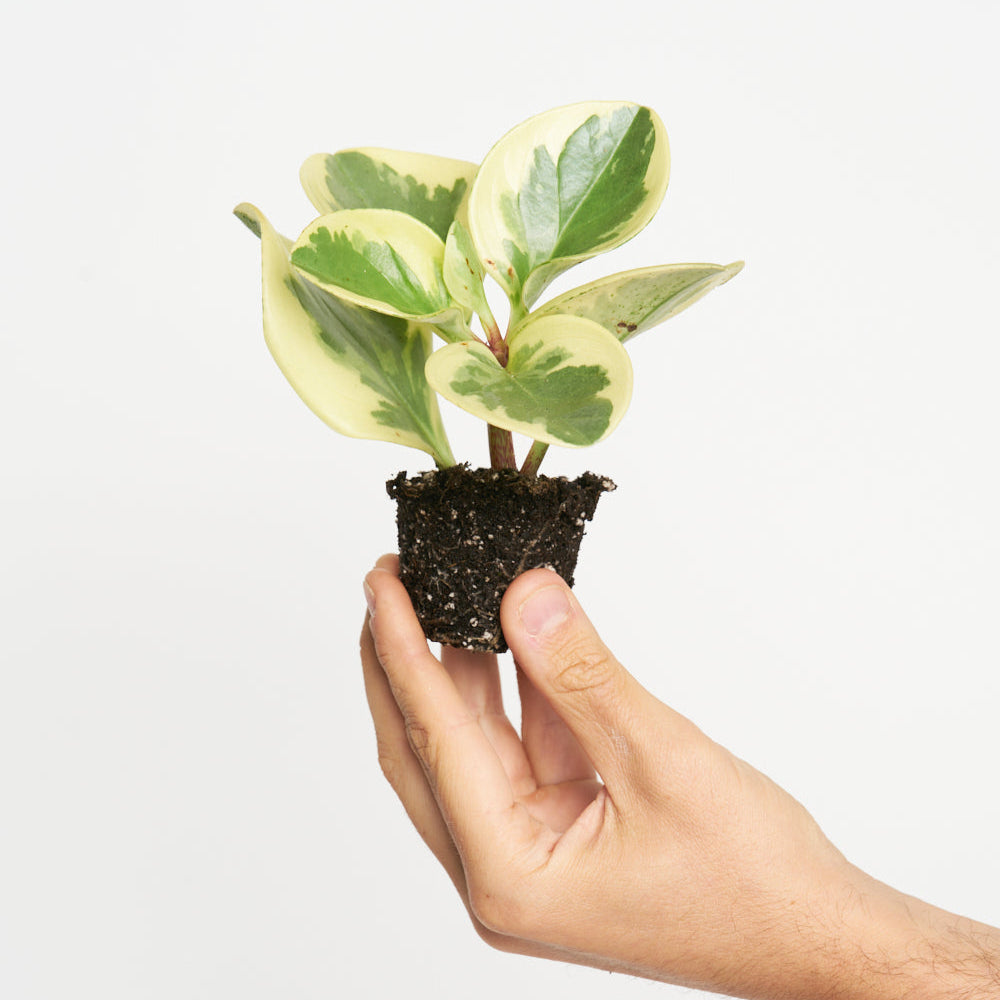 Peperomia Obtusifolia Variegata