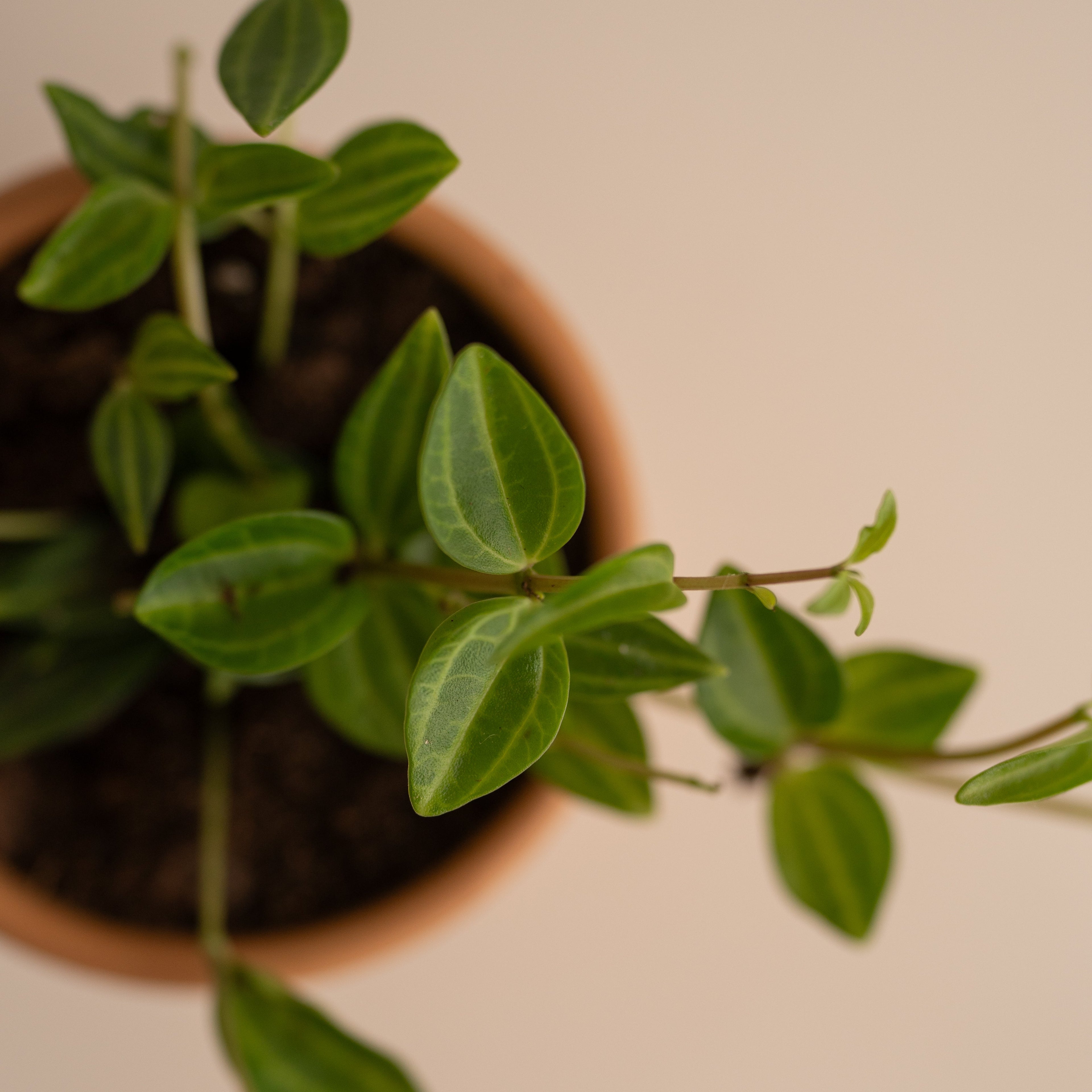 Peperomia Angulata Stripes