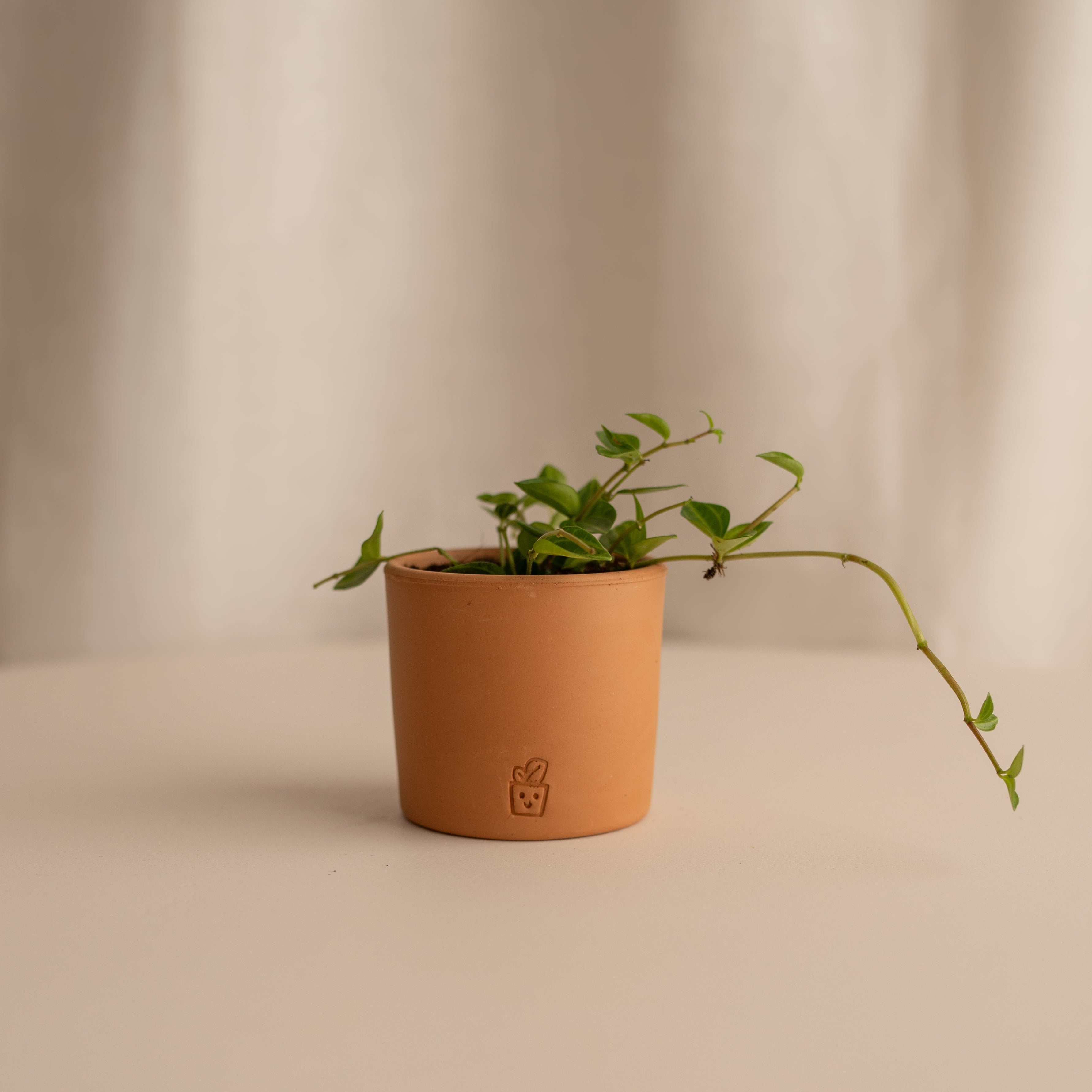 Peperomia Angulata Stripes