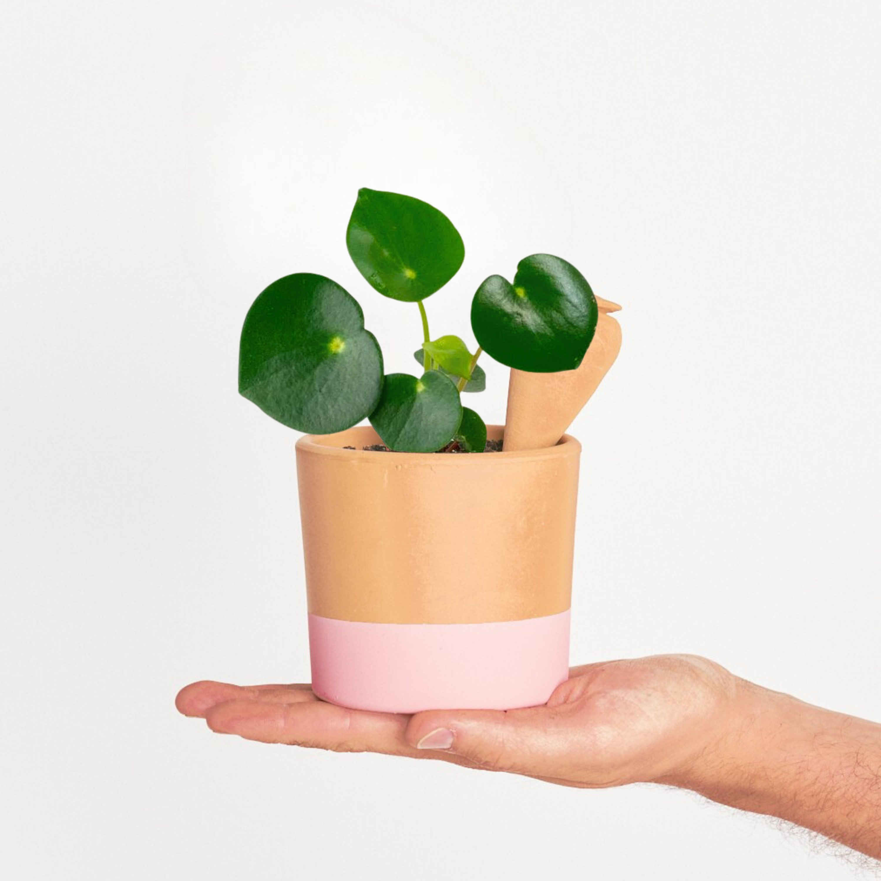 Peperomia Raindrop