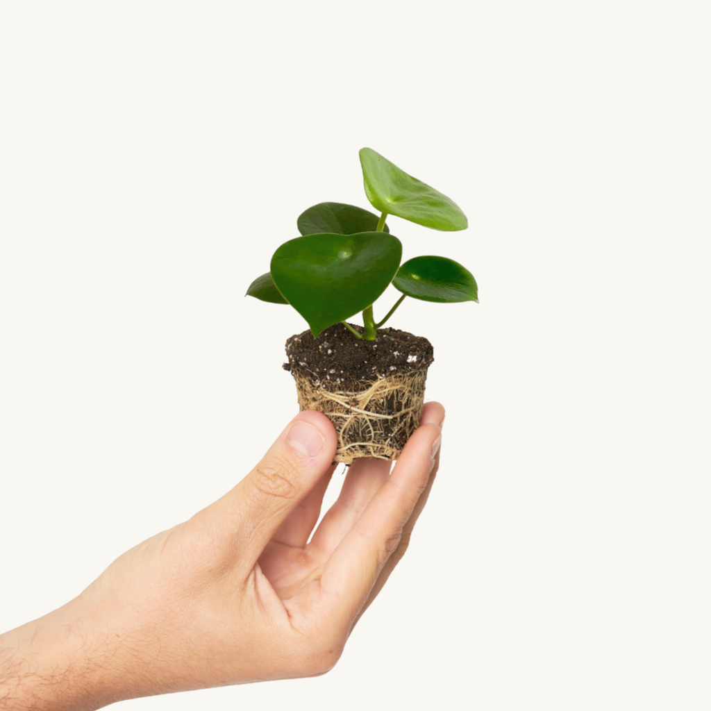 Peperomia Raindrop