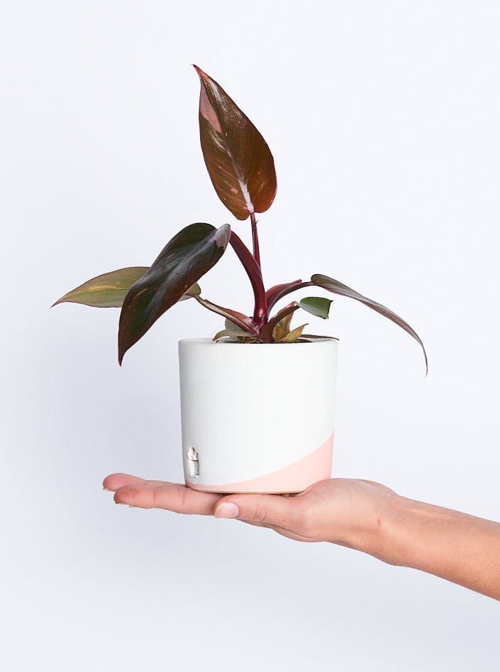 Philodendron Pink Princess