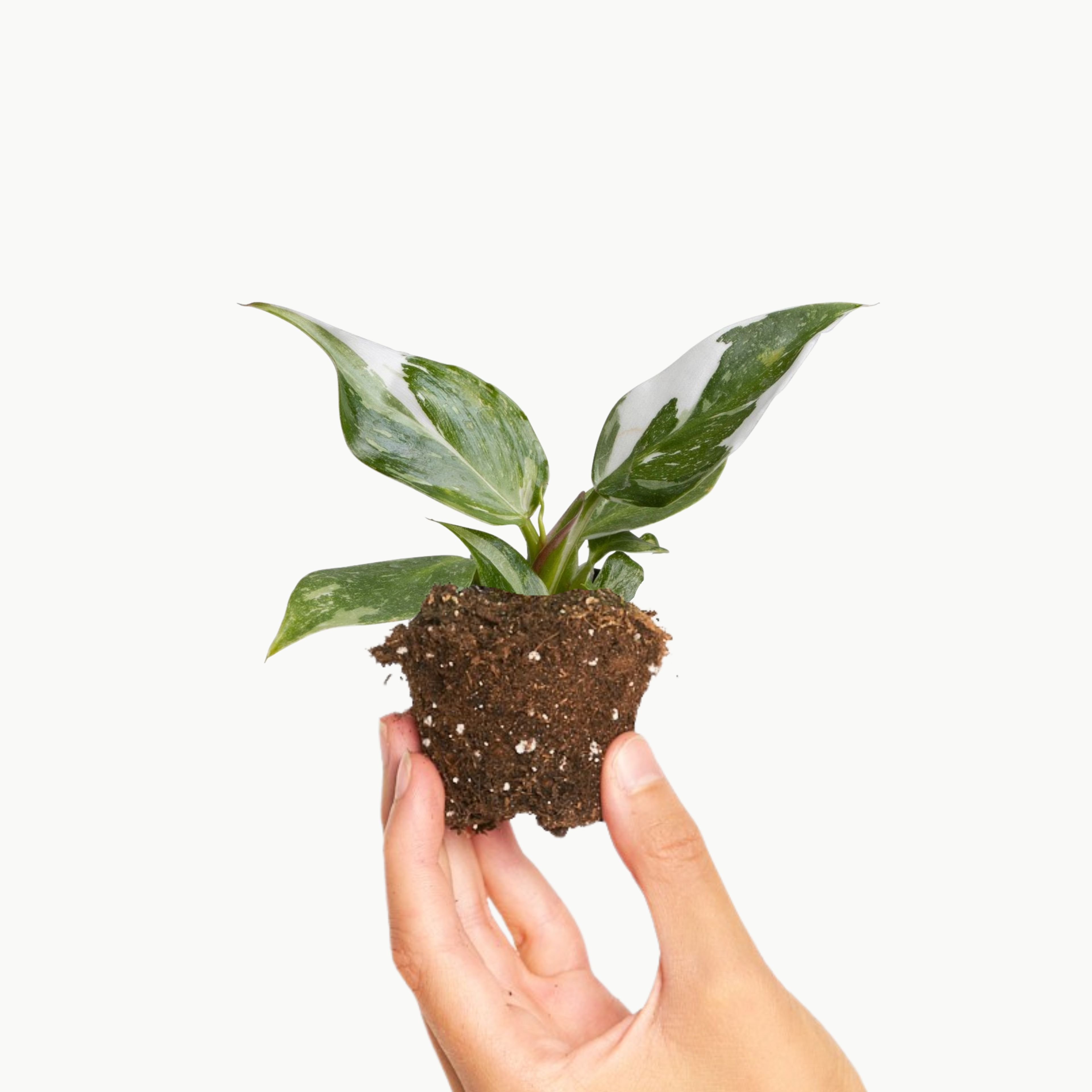 Philodendron White Princess