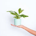 Philodendron Ring Of Fire