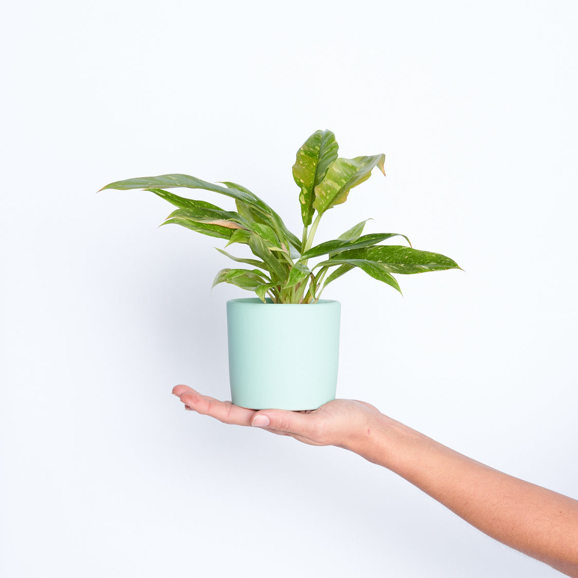 Philodendron Ring Of Fire