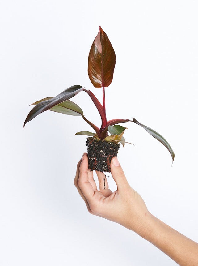 Philodendron Pink Princess