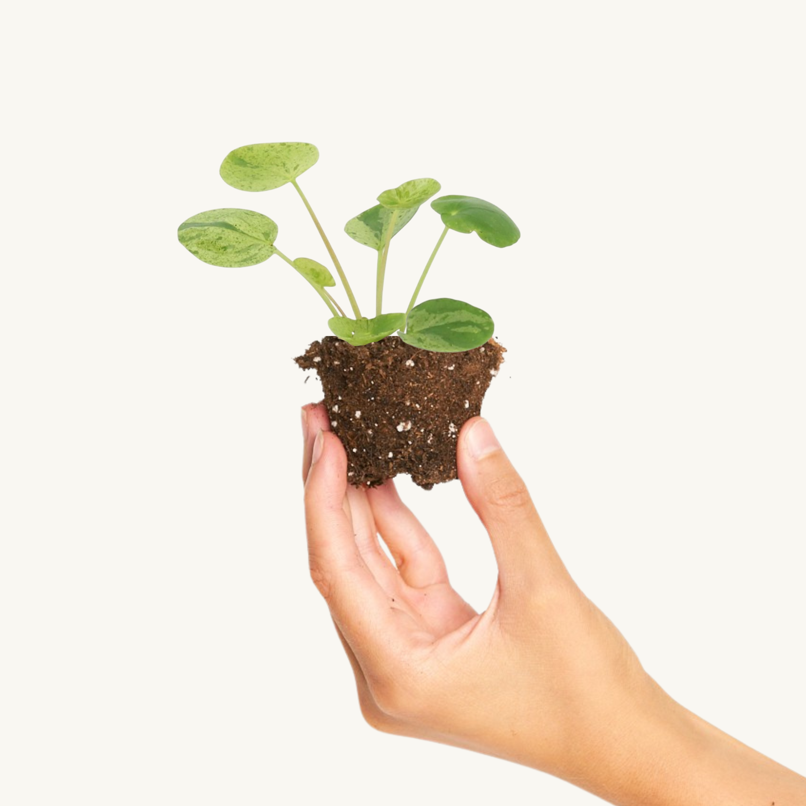Pilea Mojito Variegada