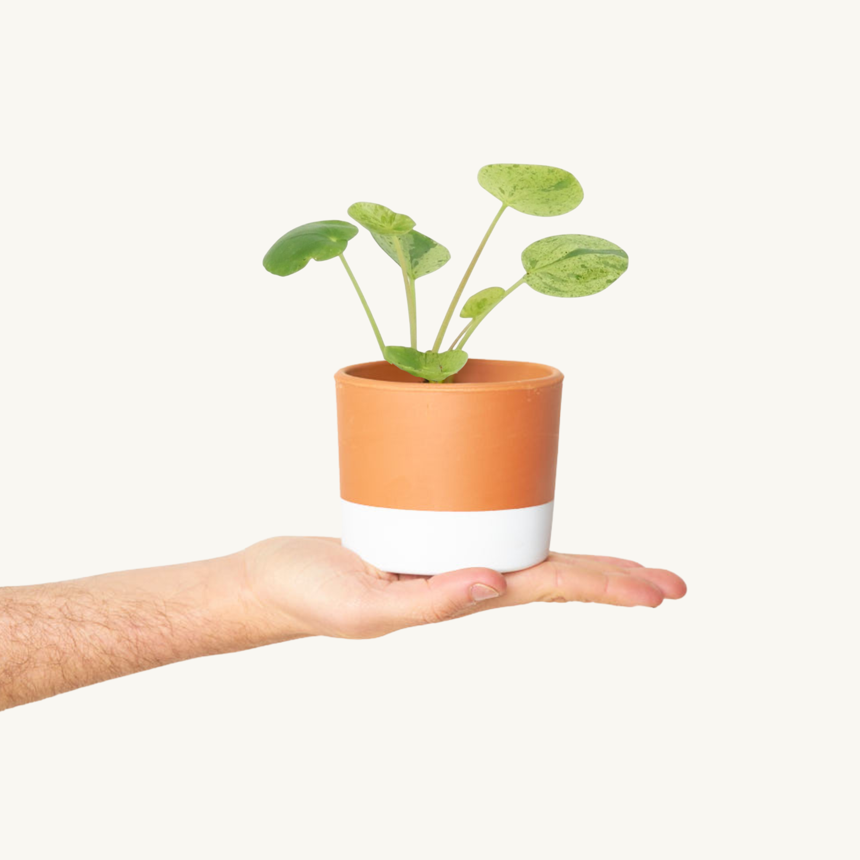 Pilea Mojito Variegada
