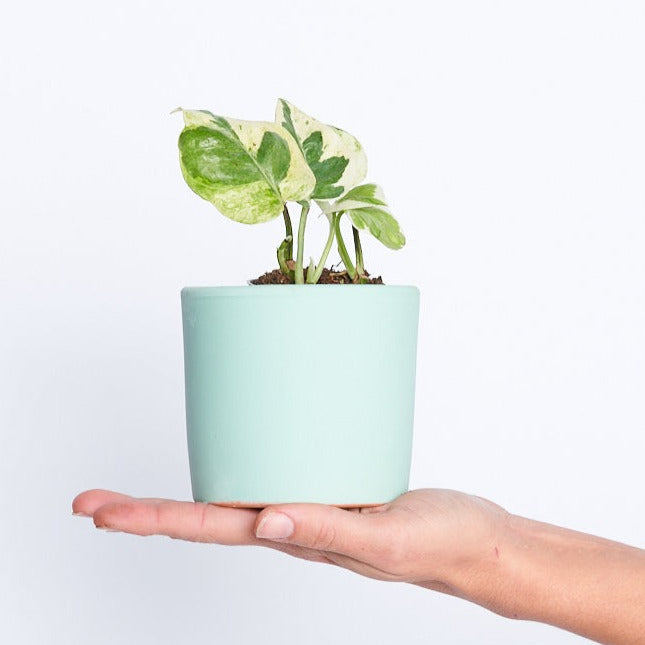 Epipremnum Aureum (Potho) Njoy