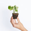 Epipremnum Aureum (Potho) Njoy
