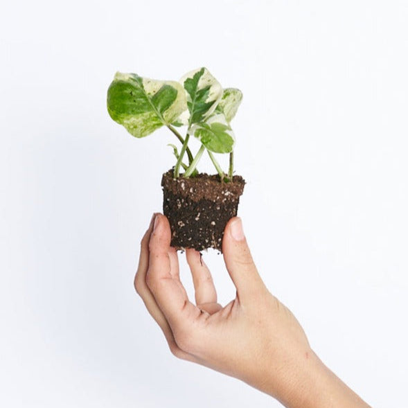 Epipremnum Aureum (Potho) Njoy
