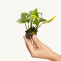 Pothos - Epipremnum pinnatum Aureum
