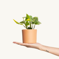 Pothos - Epipremnum pinnatum Aureum