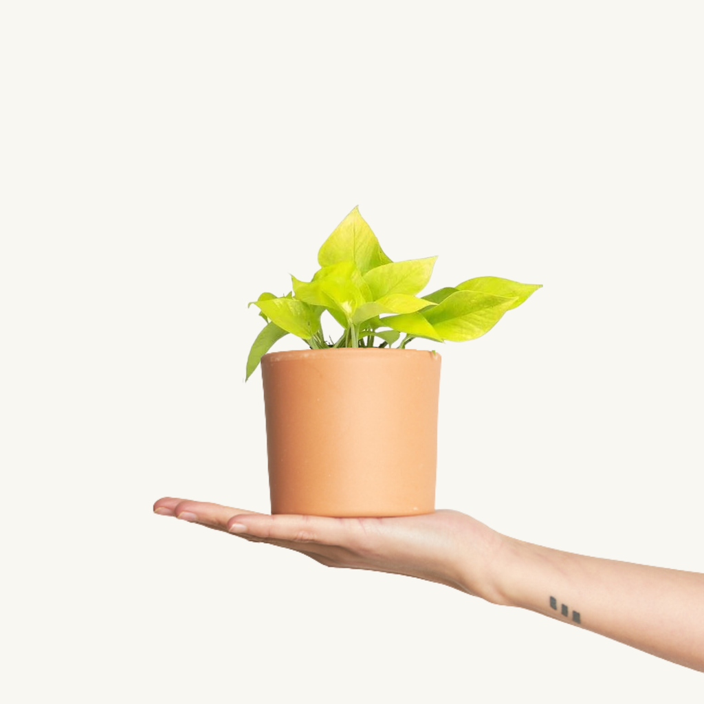 Pothos Limon - Golden Epipremnum Aureum