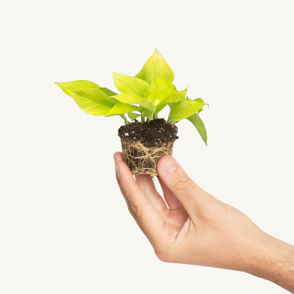 Pothos Limon - Golden Epipremnum Aureum