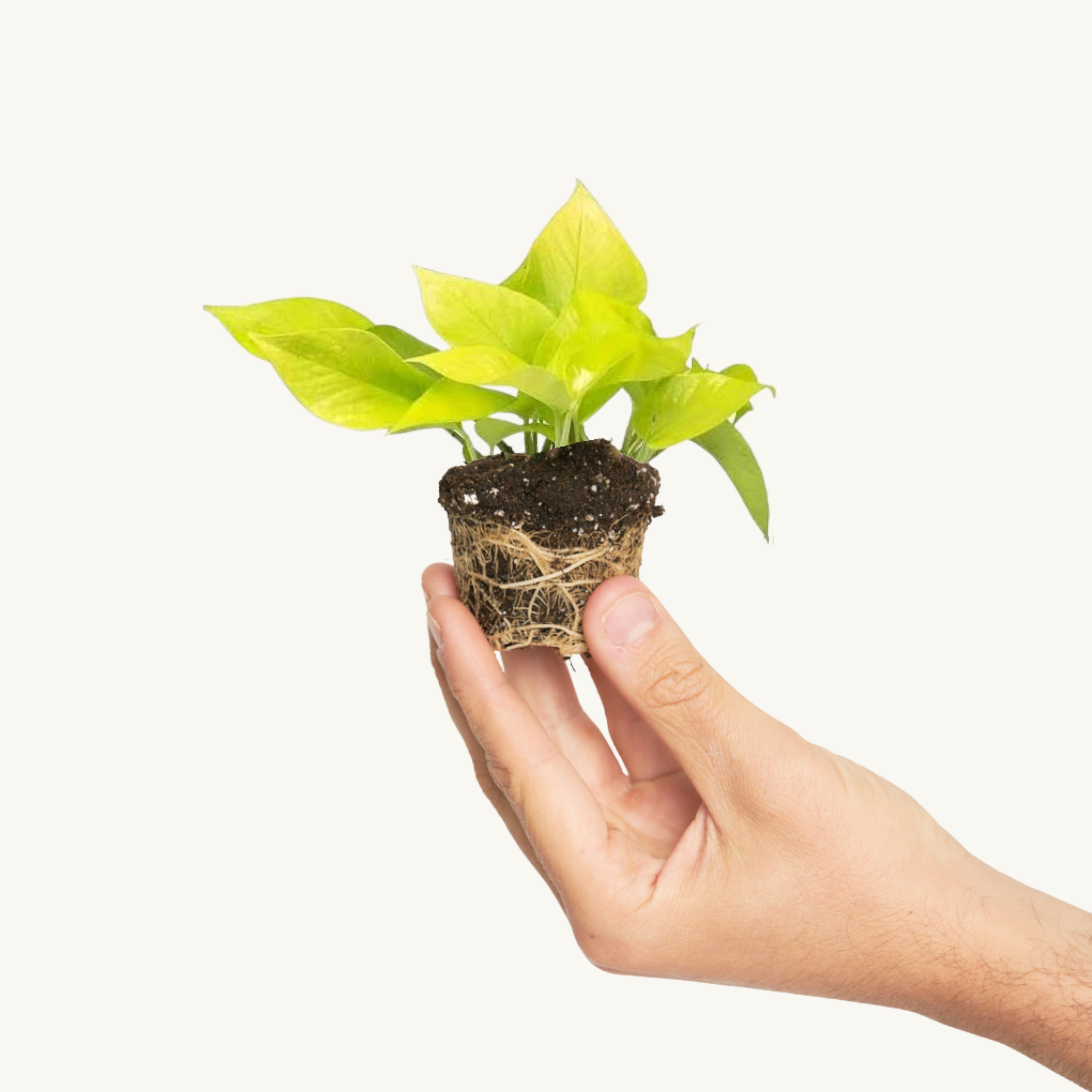 Pothos Limon - Golden Epipremnum Aureum