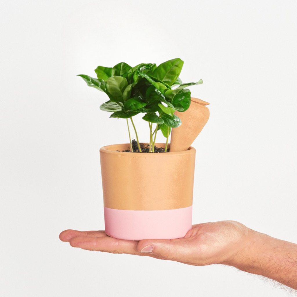 Planta del Café Arabica