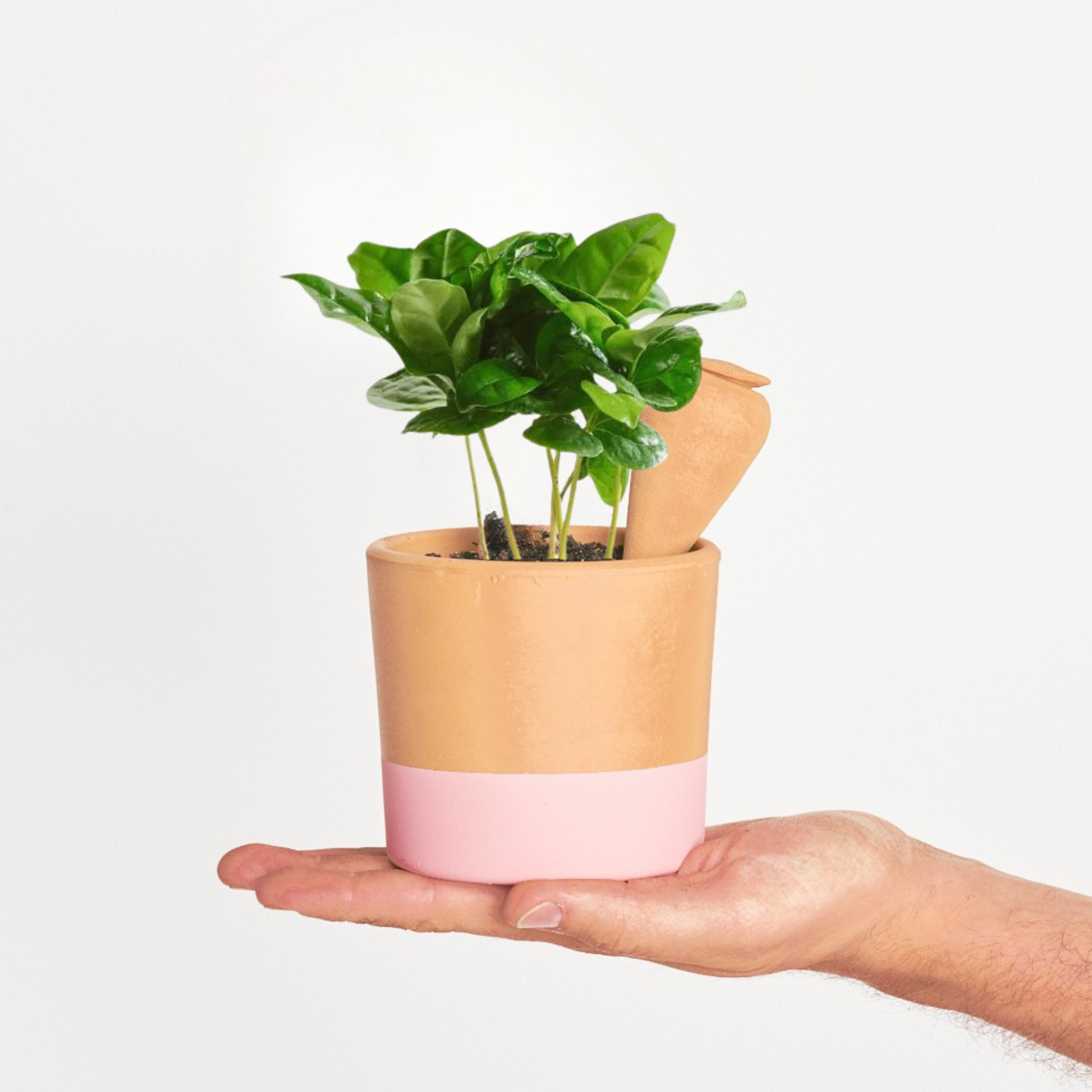Planta del Café Arabica