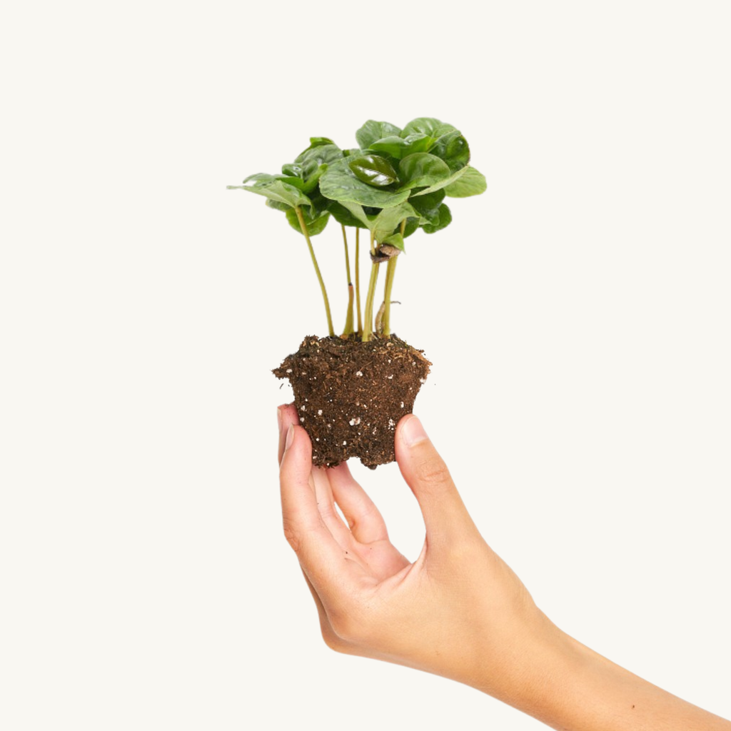 Planta del Café Arabica