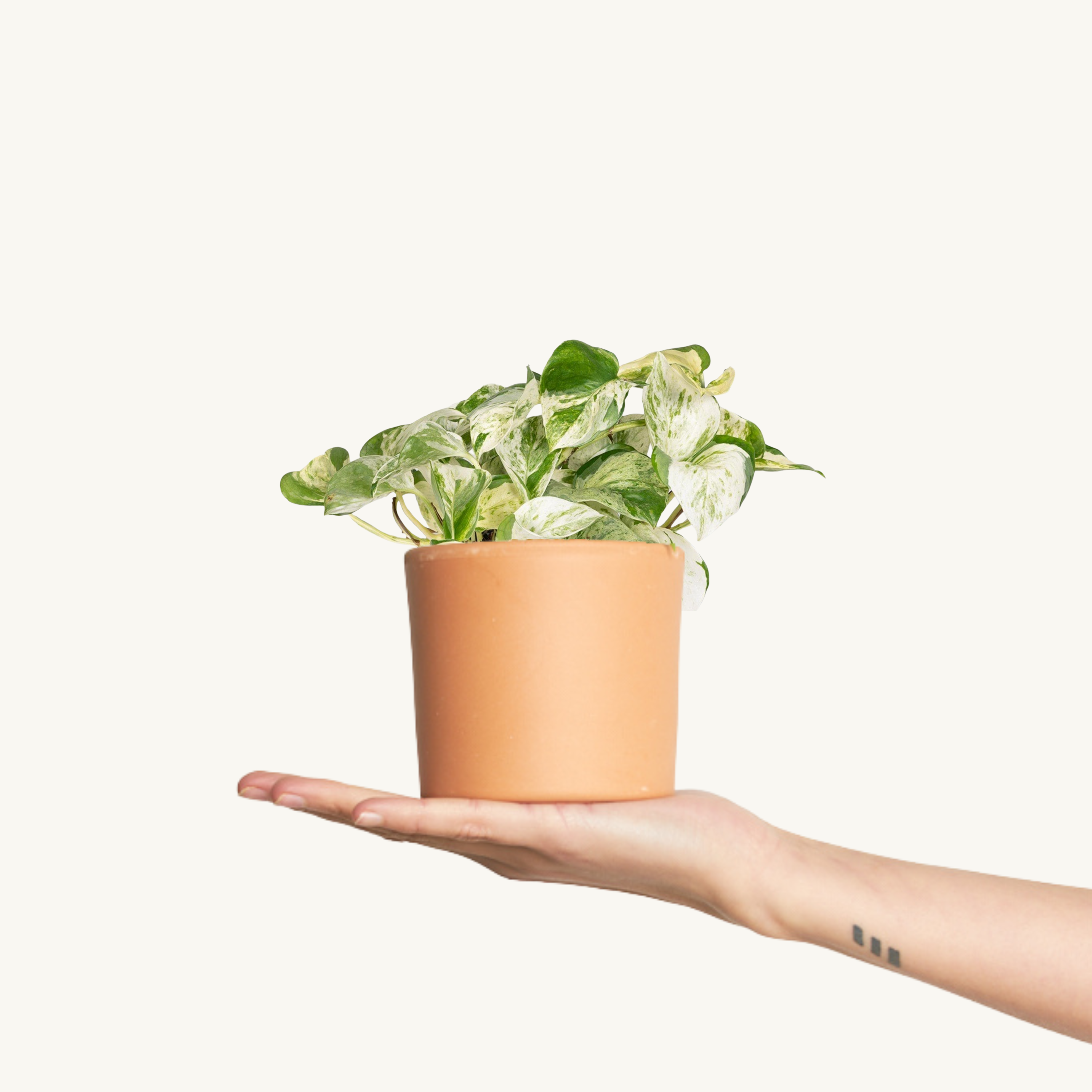 Pothos Variegado - Epipremnum Happy