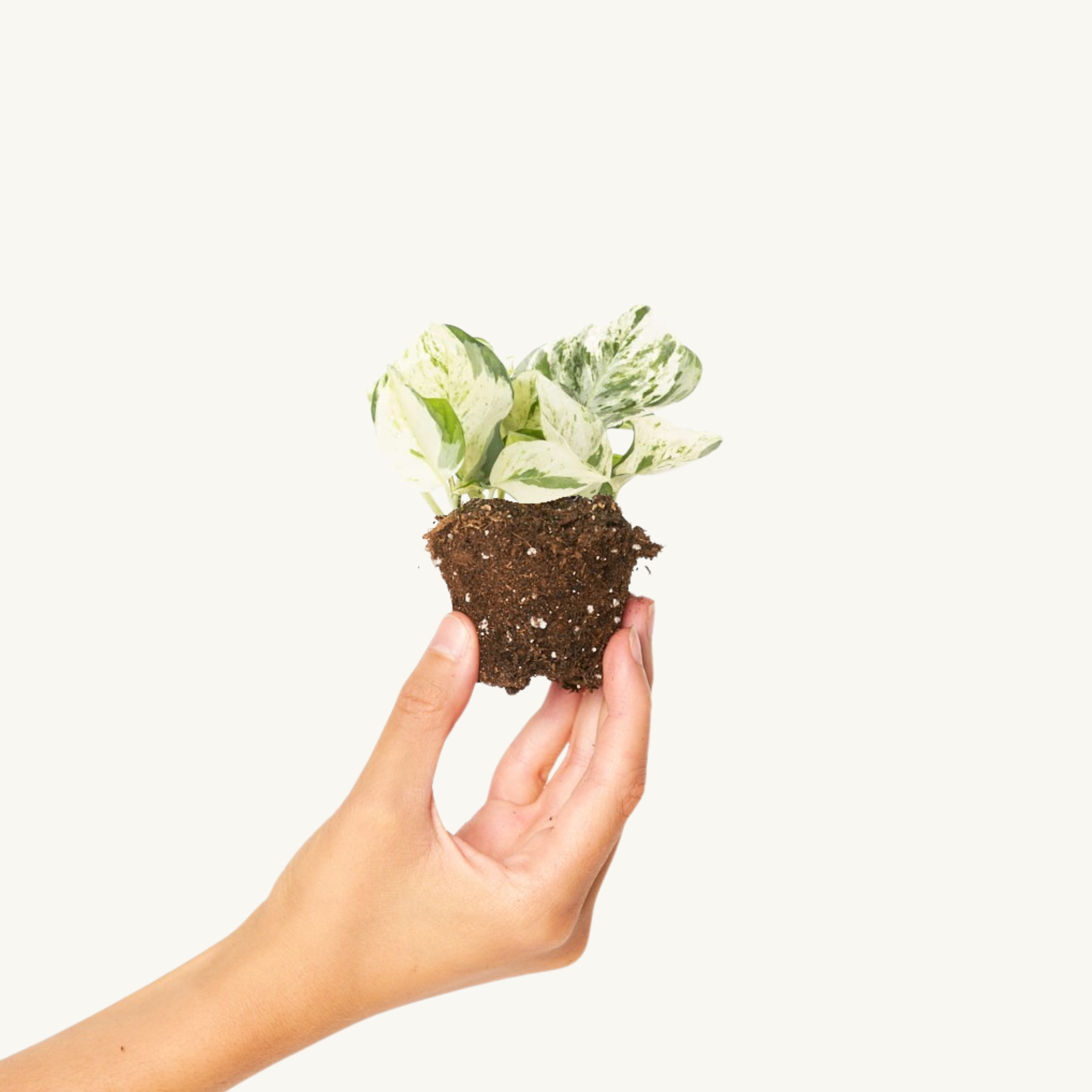 Pothos Variegado - Epipremnum Happy