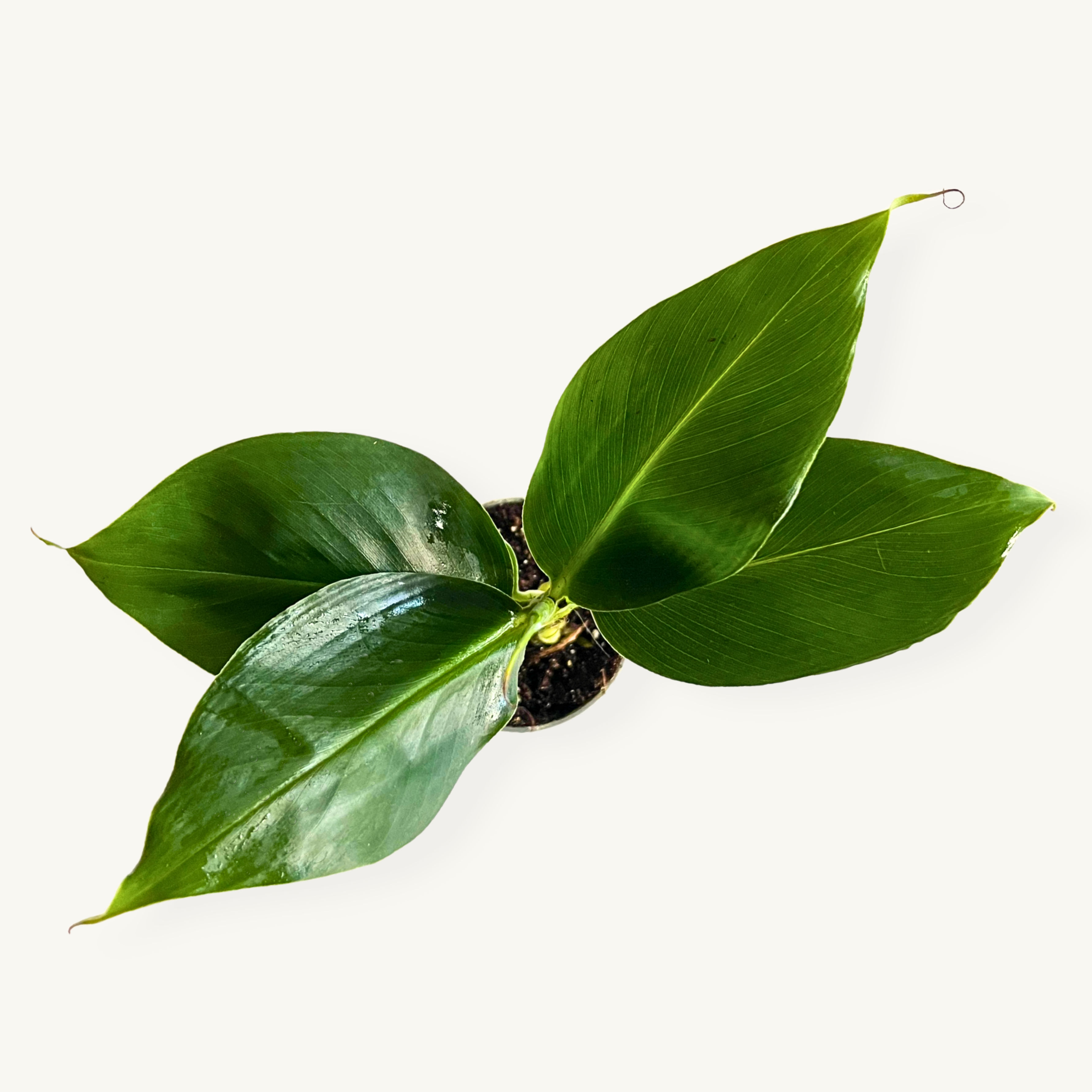 Musa Platanera 'Cheeka'